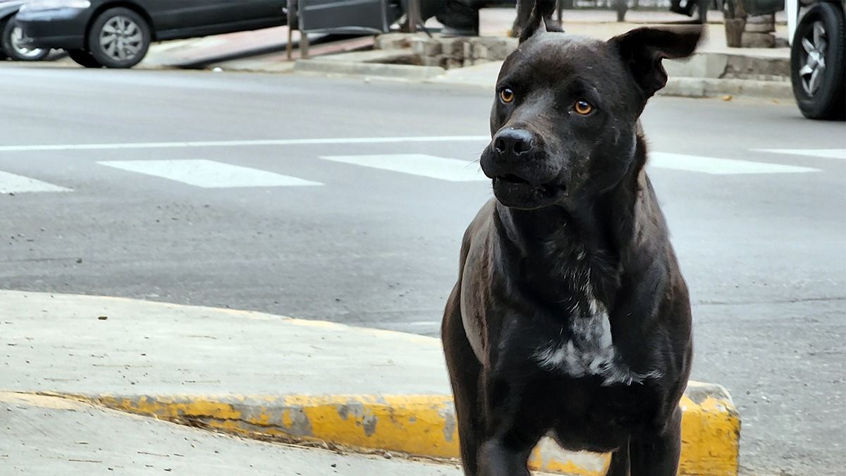 Protectoras de animales piden ayuda para reubicar a los perros de la presunta descuartizadora de Guaymallén