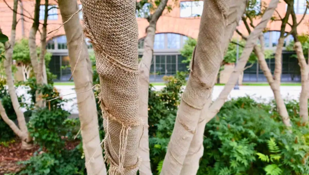 Si se protege el tronco del árbol con una tela arpillera o tela de saco, evitaremos su deshidratación tanto por el calor del verano como por el frío del invierno. Si se protege el tronco del árbol con una tela arpillera o tela de saco, evitaremos su deshidratación tanto por el calor del verano como por el frío del invierno.