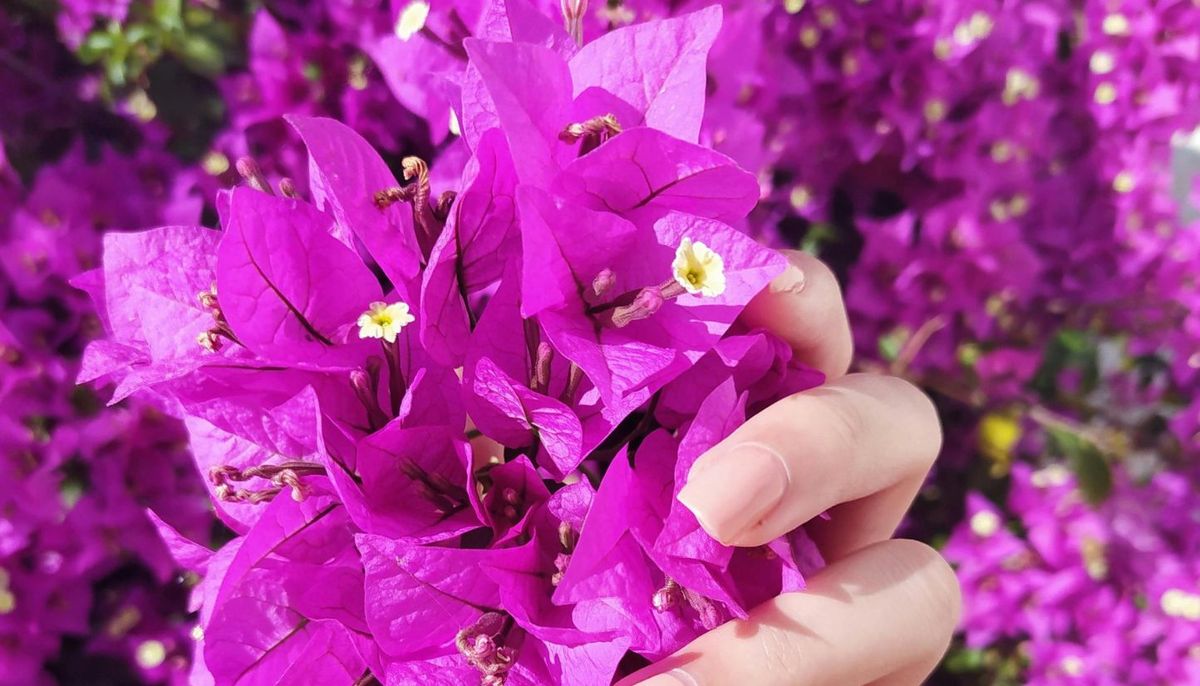 Si quieres que tu buganvilla se llene de flores aplica este truco casero. Imagen: Freepik.