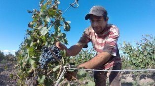 Estiman que el costo de cosecha de uva tendrá un aumento del 19%