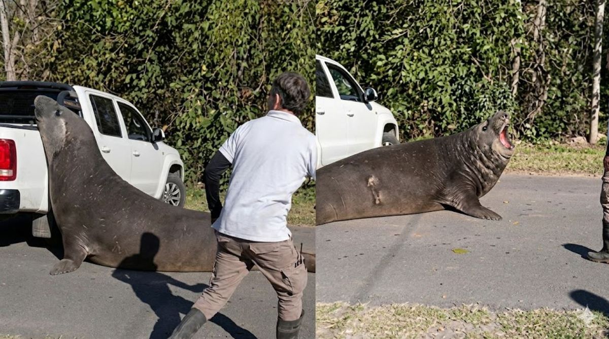 El elefante marino que apareció en la calle causó sorpresa entre vecinos y automovilistas. Foto: captura de video&nbsp;