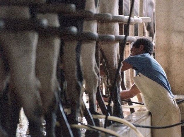 Tamberos le pidieron al Gobierno frenar la caída en el precio de la leche