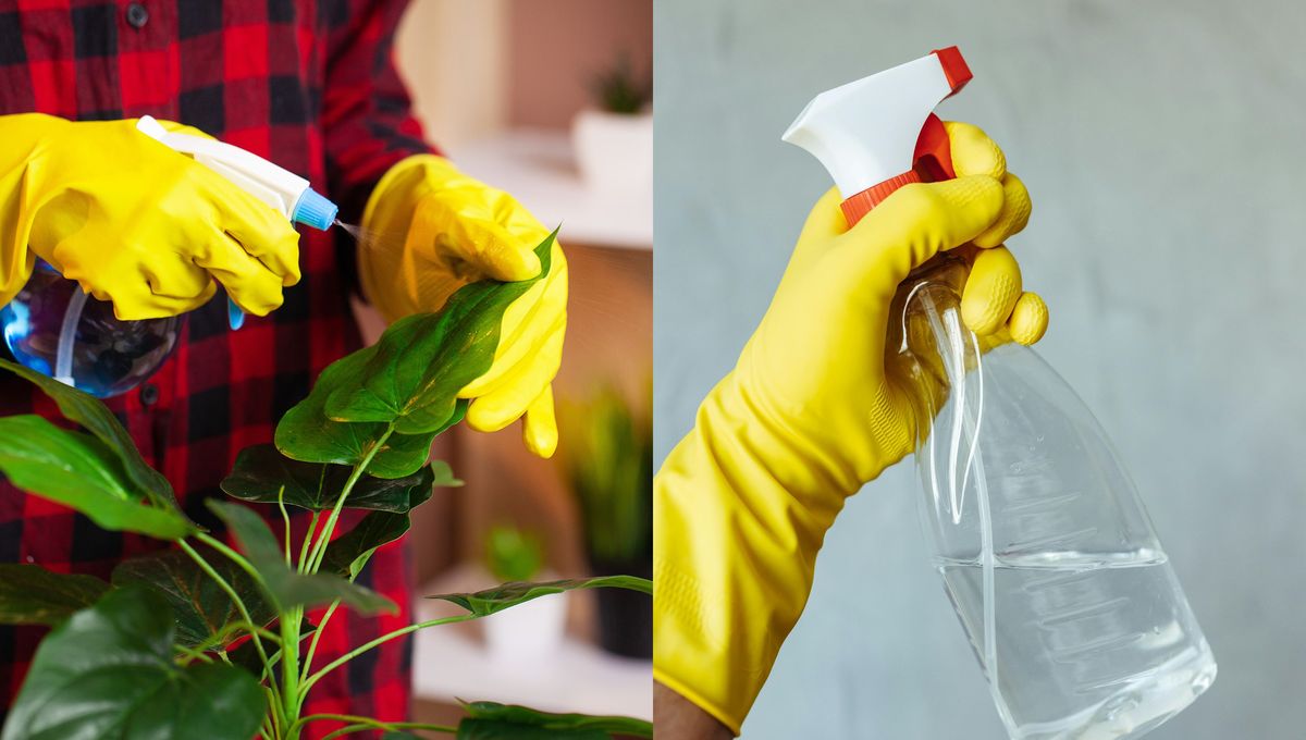 Rocía la mezcla de ajo y vinagre en las zonas donde pueden aparecer insectos en las hojas de las plantas con hongos y plagas. Rocía la mezcla de ajo y vinagre en las zonas donde pueden aparecer insectos en las hojas de las plantas con hongos y plagas. 