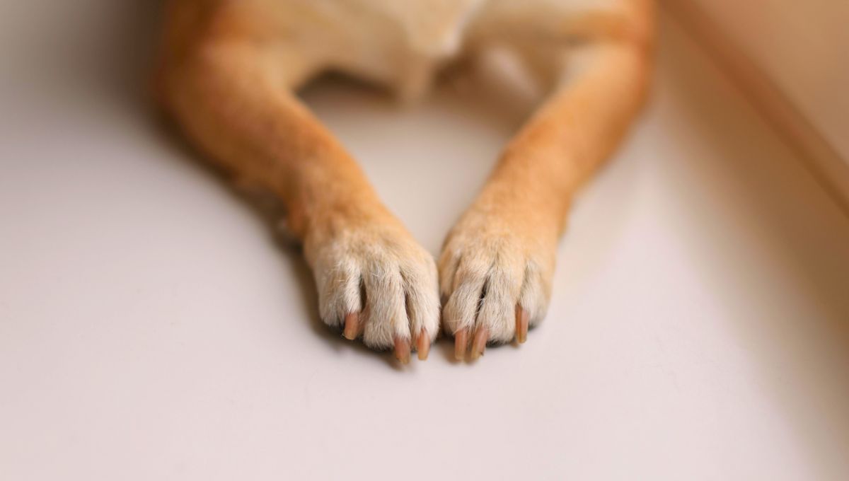 ¿Te has puesto a pensar cuál es la criatura con garra y patas y no es ni un león ni un pato? Fuente: Canva. ¿Te has puesto a pensar cuál es la criatura con garra y patas y no es ni un león ni un pato? Fuente: Canva.
