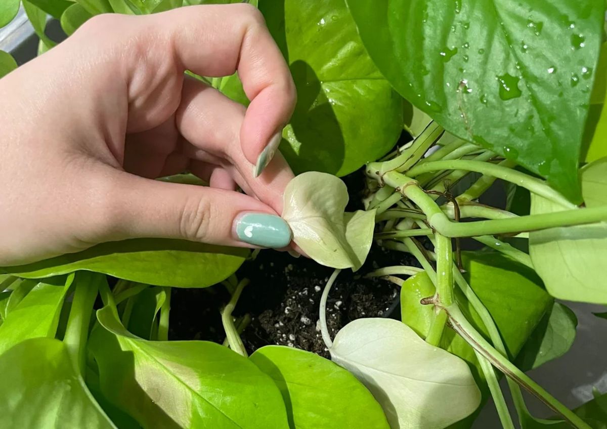 Plantas sanas y contentas