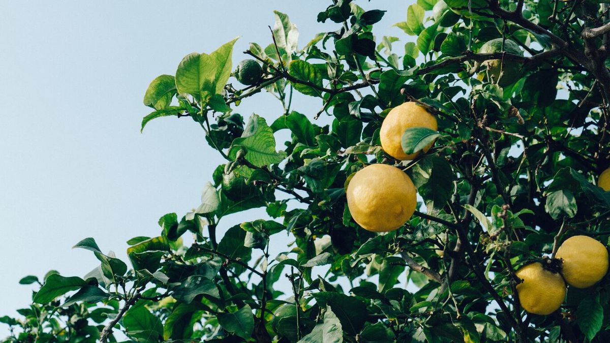 Limones en casa: el truco de jardinería para hacer florecer un limonero rápidamente Limones en casa: el truco de jardinería para hacer florecer un limonero rápidamente