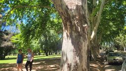 Una rama dañó una moto en el Parque General San Martín.