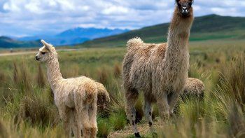 Los anticuerpos de la llama serán estudiados como neutralizadores del virus VIH