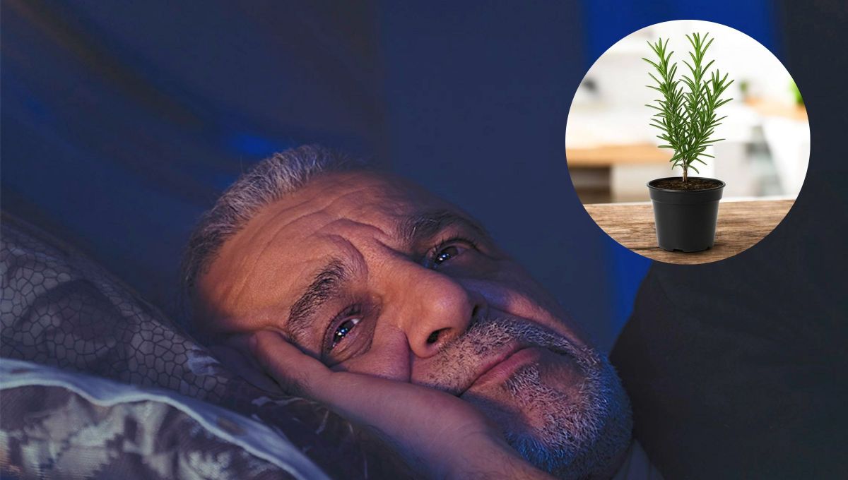 Ni en la almohada, ni en la ducha: cómo usar la planta de romero para eliminar el insomnio