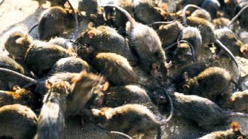 El país que mayor cantidad de ratas tiene en todo el mundo: se estiman más de 2 mil millones El país que mayor cantidad de ratas tiene en todo el mundo: se estiman más de 2 mil millones