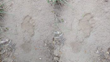 Encontraron huellas de un supuesto gorila suelto en San Luis