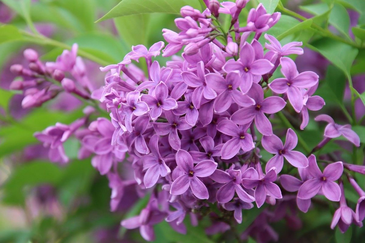 Las flores crecerán más con los nutrientes que les aporta este fertilizante.