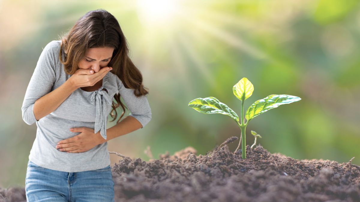 La planta que previene resfríos y evita las náuseas y vómitos