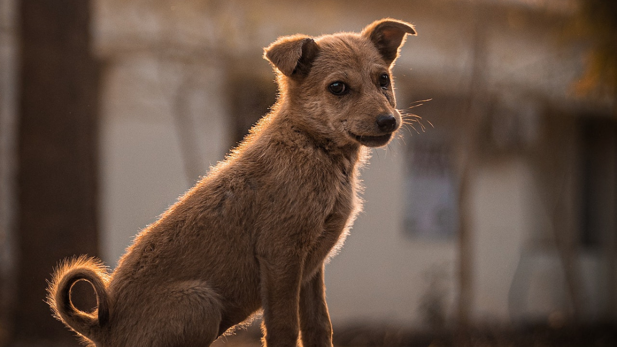 27 De Julio Día Internacional Del Perro Callejero