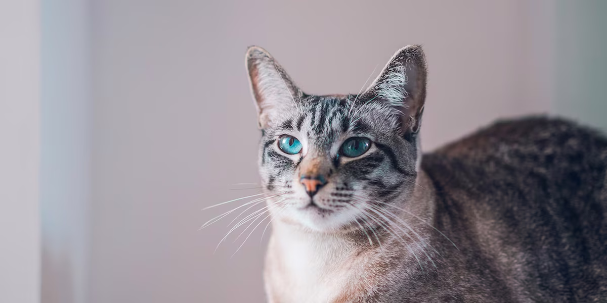 El país de Europa que analiza prohibir a los gatos para proteger la fauna salvaje El país de Europa que analiza prohibir a los gatos para proteger la fauna salvaje