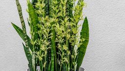 Estimulá la floración de la sansevieria con este abono casero.