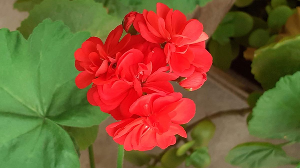 Qué significa tener un MALVÓN en el jardín de casa