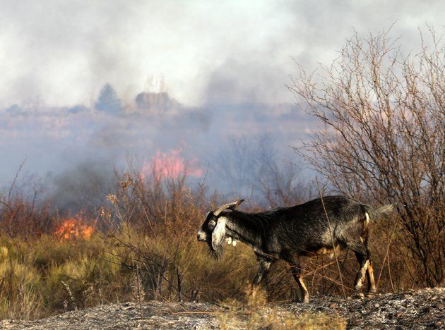 Alerta en Mendoza por un alto riesgo de incendios forestales