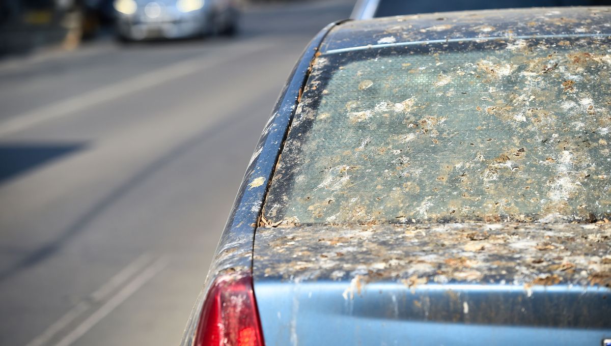 El excremento de paloma contiene sustancias ácidas que pueden deteriorar la pintura del auto si no se retiran a tiempo. El excremento de paloma contiene sustancias ácidas que pueden deteriorar la pintura del auto si no se retiran a tiempo. 