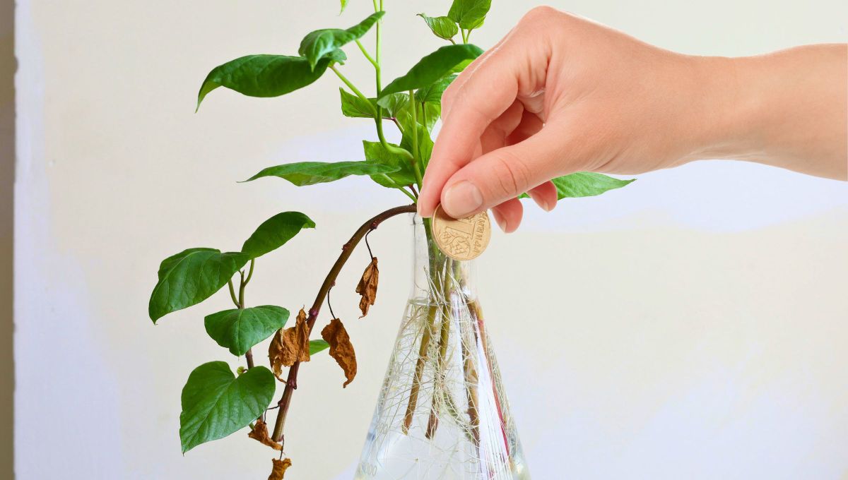 Por qué hay que poner una moneda en el interior de los floreros y para qué sirve