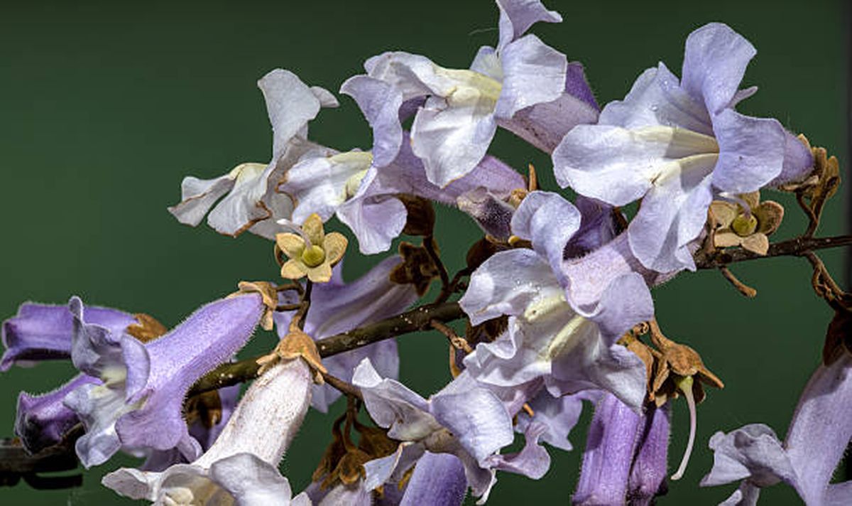 Paulownia, un árbol con flores radiantes. Paulownia, un árbol con flores radiantes.