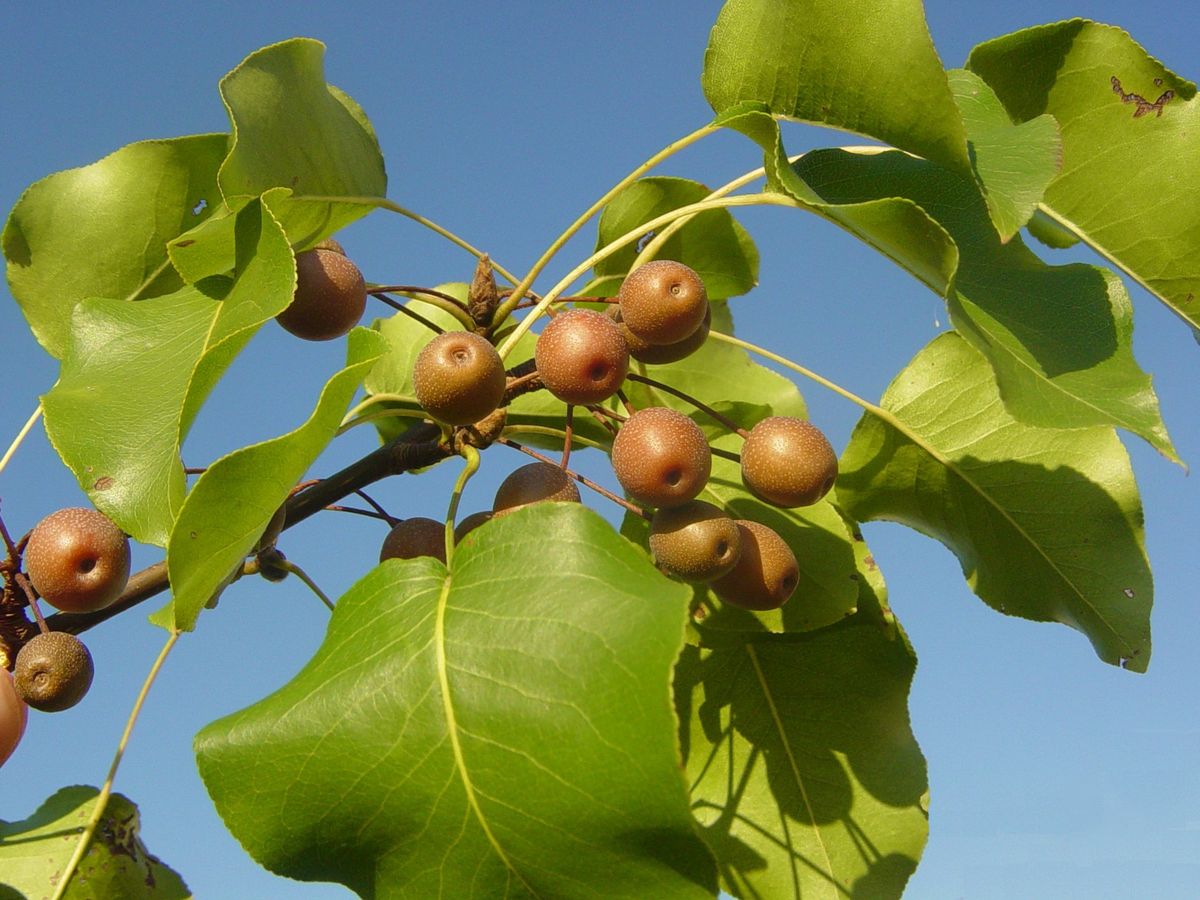 As&iacute; luce el fruto del peral de flor, que no es comestible.