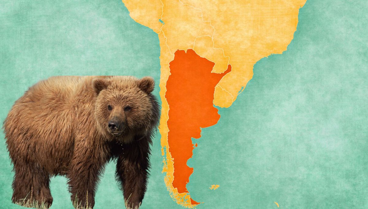 El oso más grande del mundo vivió en Argentina: ¿Cuál es y cuánto pesa?