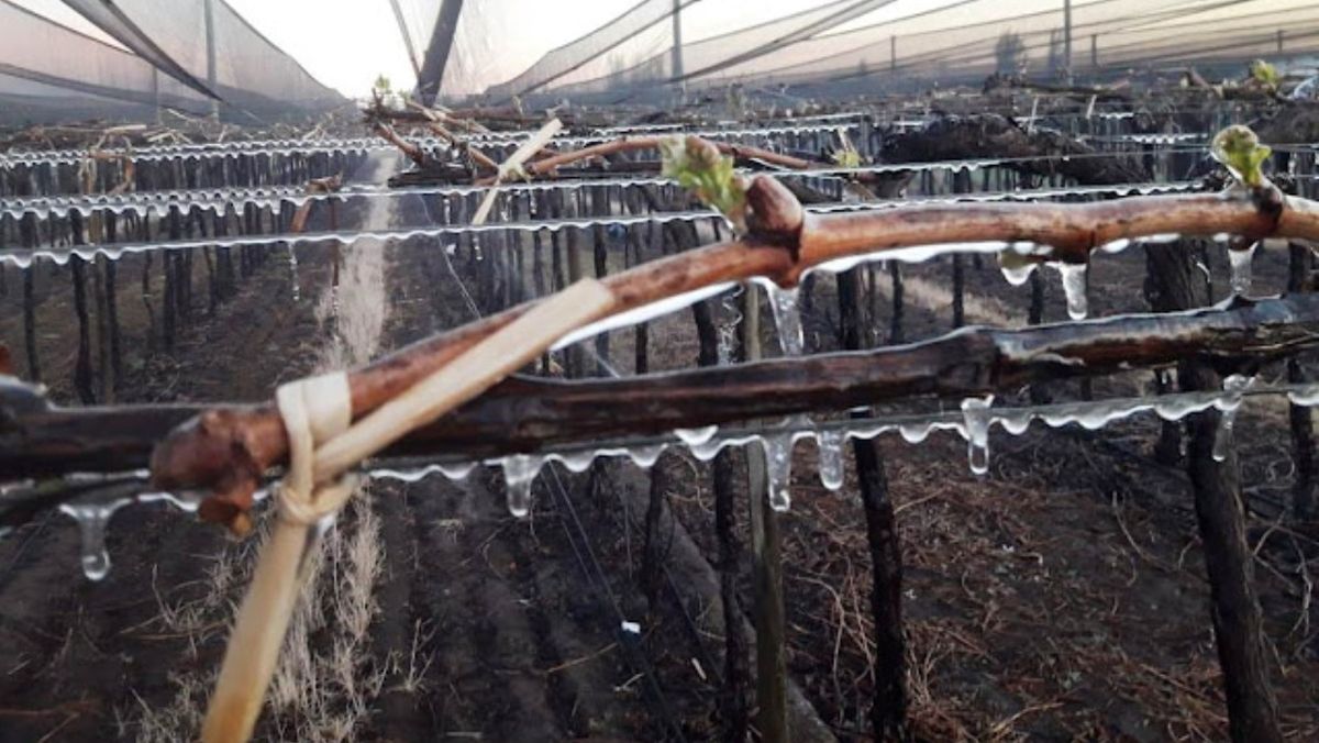 Las bajas temperaturas sorprendieron en una época atípica. Foto: @angelyvino