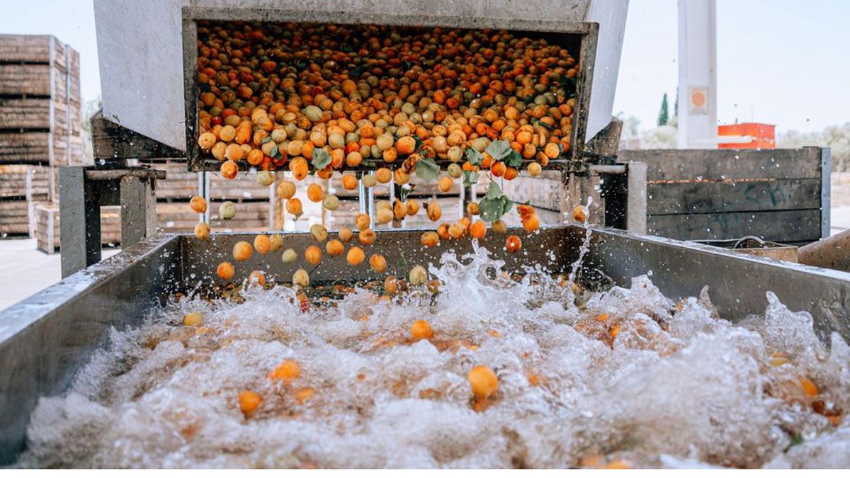 En la pulpera municipal podrán desarrollar actividades los estudiantes universitarios de San Rafael.
