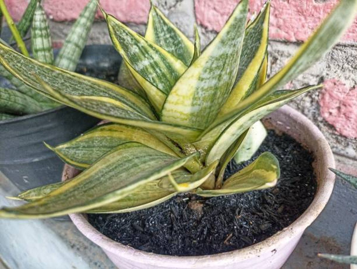 Este truco estimulará el crecimiento de tu sansevieria o lengua de suegra. Este truco estimulará el crecimiento de tu sansevieria o lengua de suegra.