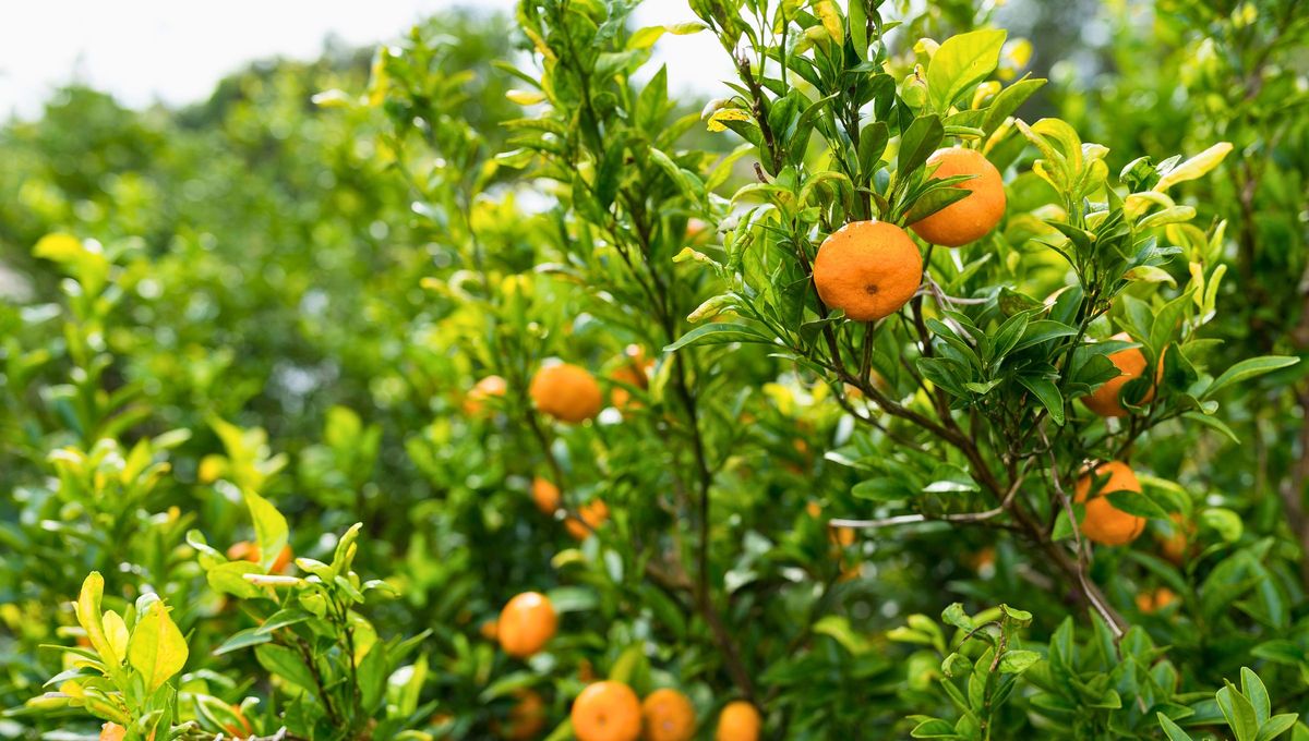Colocar botellas de agua en la tierra de un &aacute;rbol c&iacute;trico como el naranjo es muy beneficioso para su riego.
