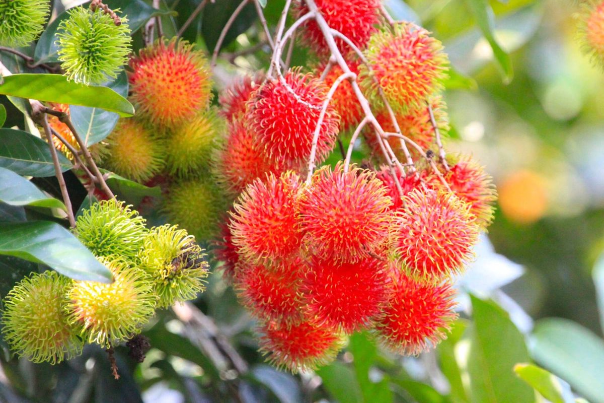 El desconocido árbol tropical que es ideal para deportistas y aporta múltiples beneficios para la salud El desconocido árbol tropical que es ideal para deportistas y aporta múltiples beneficios para la salud