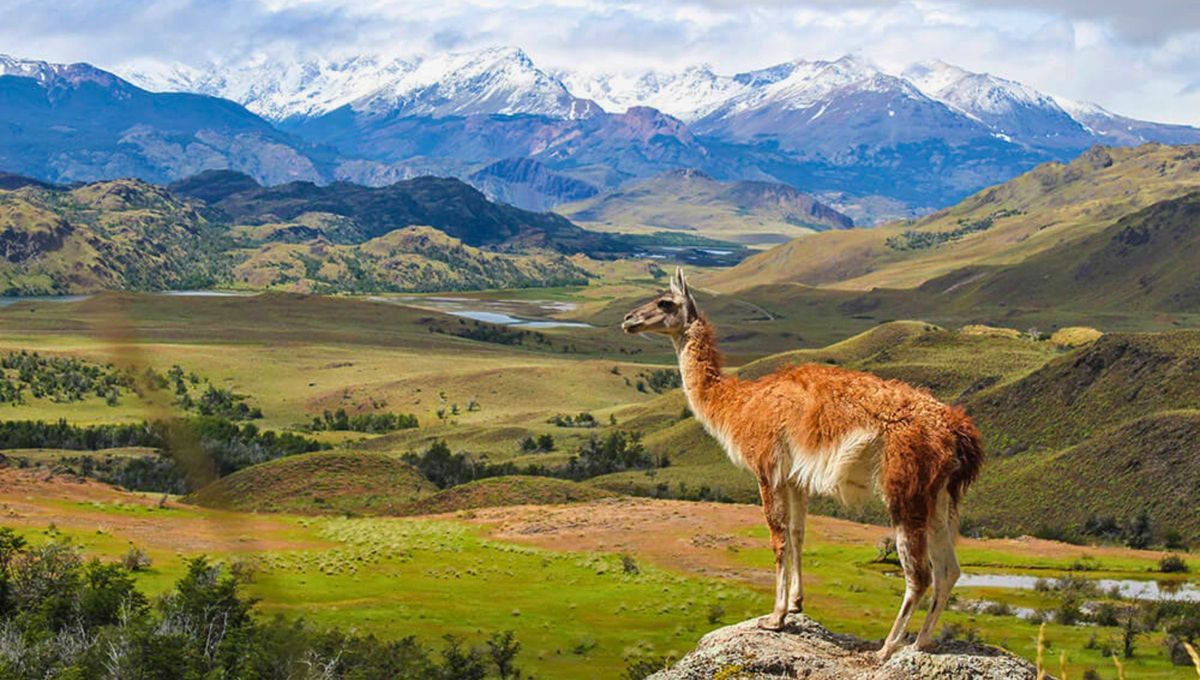 El parque es el hogar de muchas especies amenazadas, como el huemul, puma (Puma concolor), zorro gris (Lycalopex griseus) y varias especies de murciélagos. El herbívoro más abundante que existe en toda la Patagonia es el guanaco. El parque es el hogar de muchas especies amenazadas, como el huemul, puma (Puma concolor), zorro gris (Lycalopex griseus) y varias especies de murciélagos. El herbívoro más abundante que existe en toda la Patagonia es el guanaco.