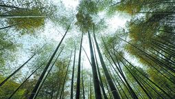 Bosques de bambú en el condado de Anji, provincia de Zhejiang. JU HUANZONG / XINHUA