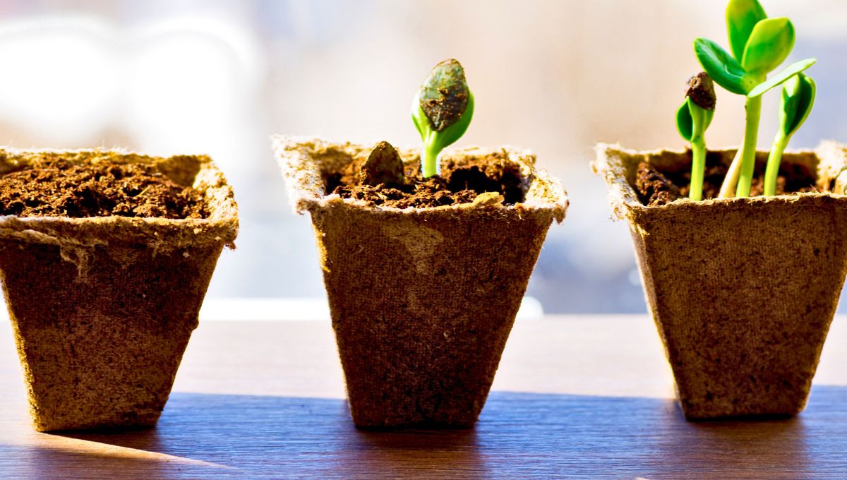 Las macetas biodegradables son fáciles de hacer, ecológicas y amigables. Las macetas biodegradables son fáciles de hacer, ecológicas y amigables. 