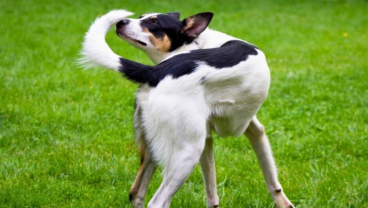 Qué significa que tu perro persiga su cola y cuándo es momento de preocuparse