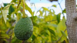 Con dos ingredientes lograrás promover el crecimiento del árbol de palta. Con dos ingredientes lograrás promover el crecimiento del árbol de palta.