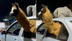 La llama también festejó el triunfo de Argentina
