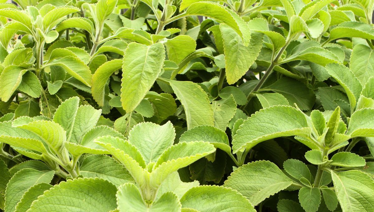 El Boldo es un árbol originario de Chile, conocido por sus propiedades medicinales, su agradable aroma y su follaje perenne. El Boldo es un árbol originario de Chile, conocido por sus propiedades medicinales, su agradable aroma y su follaje perenne.