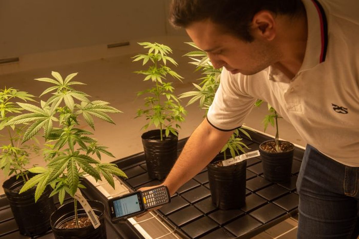 El laboratorio de Fiscalización de Cannabis, está ubicado en la Bioplanta Santa Rosa.