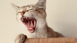 Ante la aparición de esta seña, la consulta veterinaria es fundamental. Ante la aparición de esta seña, la consulta veterinaria es fundamental.