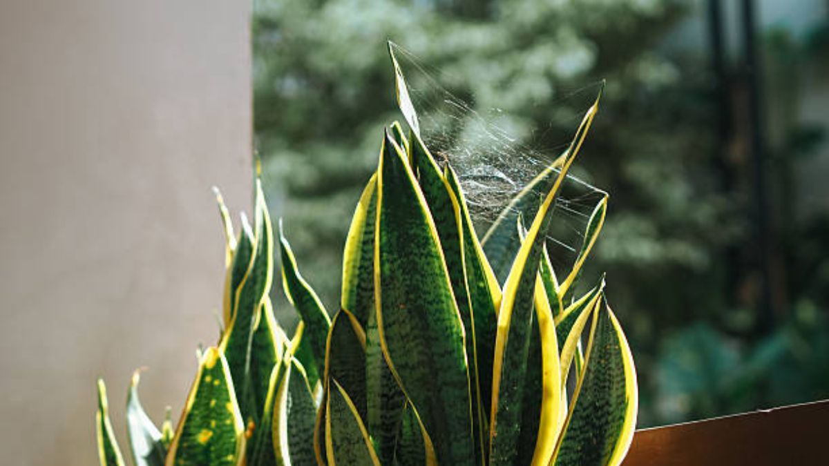Si tu sansevieria o lengua de suegra tiene telas de araña