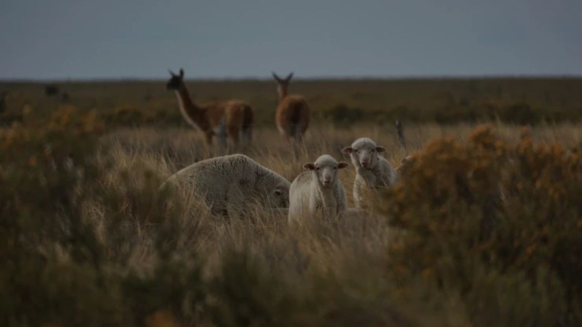 Guanacos y ovejas en Patagonia. Foto: Ezequiel Infantino. WCS Argentina Guanacos y ovejas en Patagonia. Foto: Ezequiel Infantino. WCS Argentina