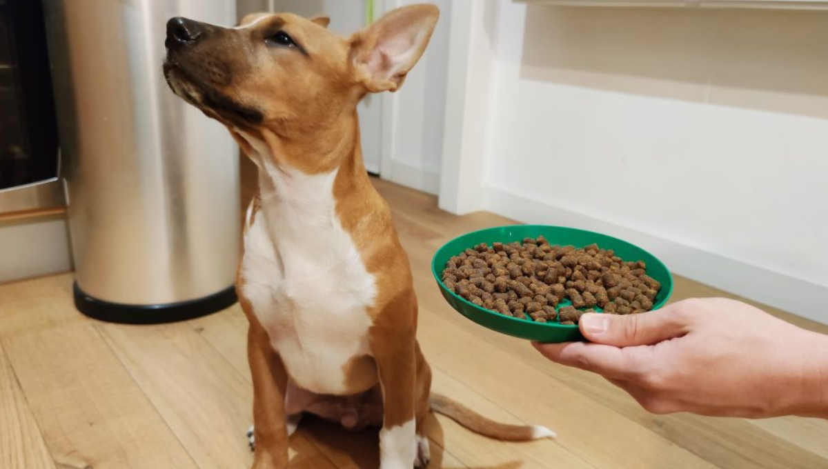 Respuestas veterinarias: qué significa que mi perro no coma