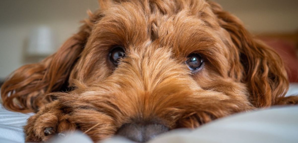 Piensa en tu mascota: los hábitos para evitar que tu perro llore cuando se queda solo Piensa en tu mascota: los hábitos para evitar que tu perro llore cuando se queda solo