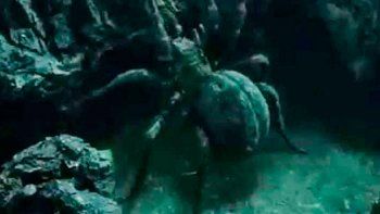 Descubren en Brasil a la araña de 'El Señor de los Anillos'