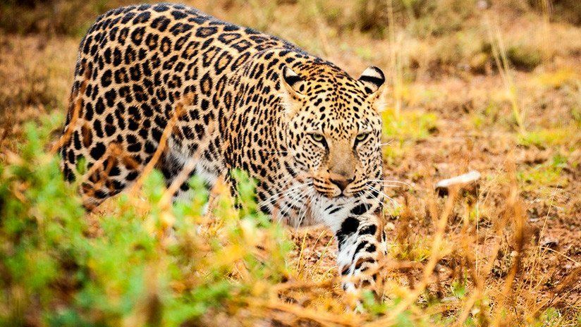 Enfrentamiento entre un jaguar y un oso hormiguero termina con un giro inesperado