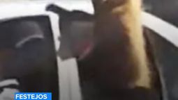 Denunciaron maltrato animal por el traslado de una llama en la caravana mundialista en La Paz
