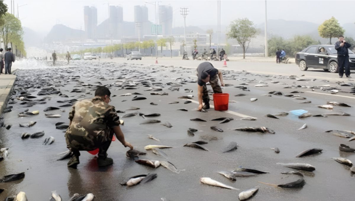 El país donde sucede la lluvia de peces: única en el mundo es una bendición para los habitantes