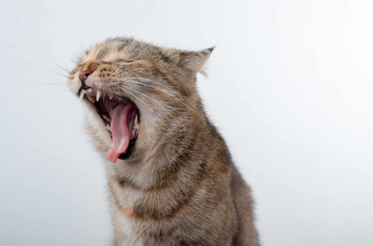 A la par del mal aliento, el gato comienza con un proceso de deshidratación. A la par del mal aliento, el gato comienza con un proceso de deshidratación. 
